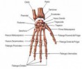 /album/anatomia/anatomia-mano-jpg/